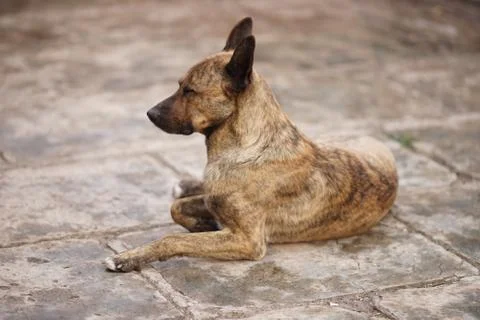 Shepherd dog is lying in the spring yard 스톡 사진
