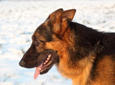 Shepherd dog Stock Photos