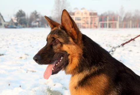 Shepherd dog Фото