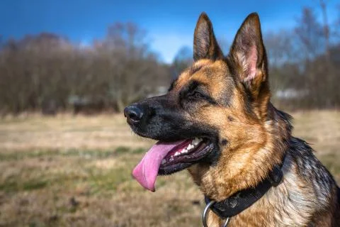 Shepherd dog Stock Photos