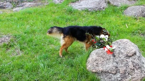 Shepherd dog playing in flowers Stock Footage 79780024