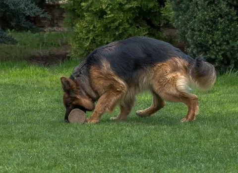 Shepherd dog playing Stock Photos
