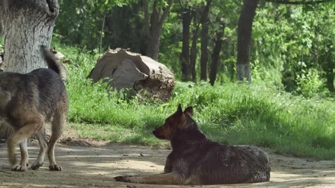 Shepherd dog resting on the background of the forest Vídeos de archivo 242307025