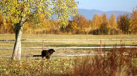 Shepherd dog tied under a tree with colorful leaves Stock Footage 44383215