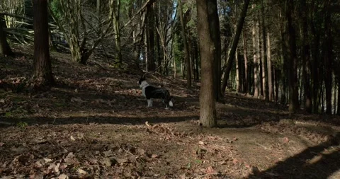 Shepherd dog in the vastness of the forest Stock Footage 328916472