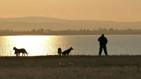 Shepherd Dogs Video stock 69993962