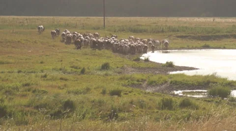 Shepherd drives the cows 스톡 동영상 40141232