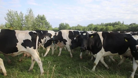The shepherd drives the cows Stock Footage 114000536