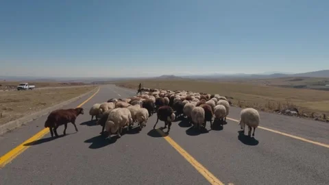 Shepherd drives a flock of sheep off a highway in Turkey. Stock Footage 338445777