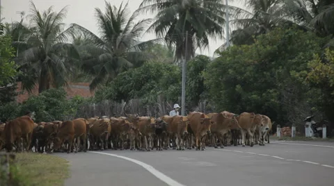 Shepherd drives a herd of cows on the asphalt road in Mui Ne,  Vietnam. Stock Footage 55391394