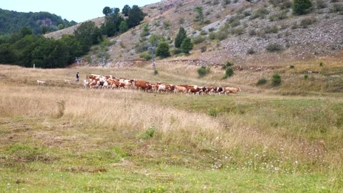 A shepherd drives a herd of cows in the mountains. shepherd and two dogs. Stock Footage 226623511