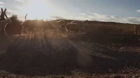 The shepherd drives the sheep at sunset in the dust cast long shadows Stock Footage 77877773