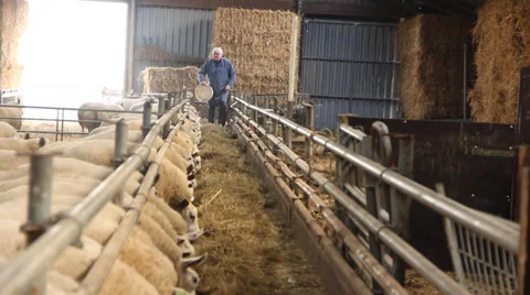 Shepherd feeding his sheep Stock Footage 35971157
