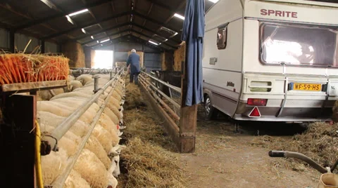 Shepherd feeding his sheep Stock Footage 35971216