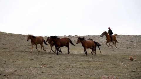 Shepherd of the flock Stock Footage 82909323