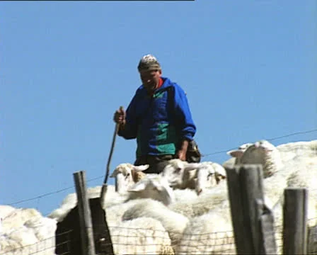 Shepherd with flock of sheep Video stock 22689112