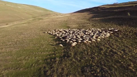A shepherd with a flock of sheep Stock Footage 237360653