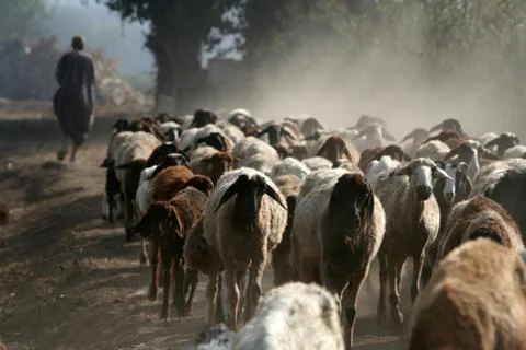 Shepherd with flock of sheep Stock Photos