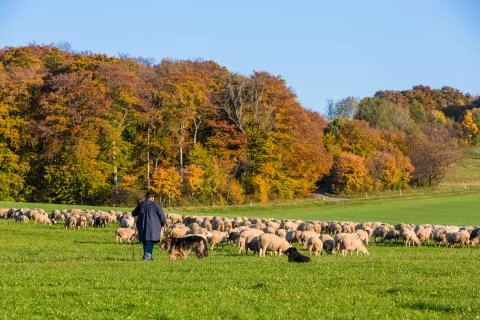 Shepherd with a flock of sheep Stock Photos