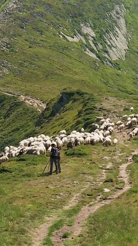 Shepherd with Flock of Sheep Walking on Mountain Trail Stock Footage 346227757