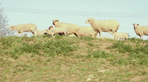 Shepherd with a Flock of Sheep's Stock Footage 49471992