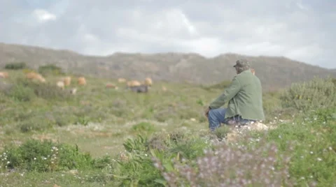 Shepherd 動画素材 7137155