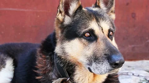 Shepherd Stock Footage 8578461