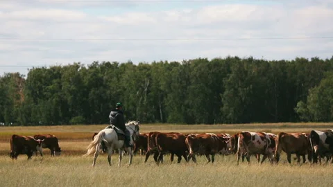 Shepherd Gathers Herd of Cows. Man Rides Horse. Pasture. Big Meadow. Dairy Breed Stock Footage 164634799