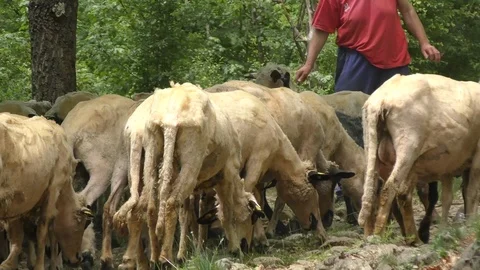 Shepherd gets sheep herd out of mountain road with twig Stock Footage 101529482