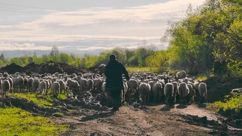A shepherd grazes a flock of sheep. A flock of sheep moves through the Stock-Footage 153970118