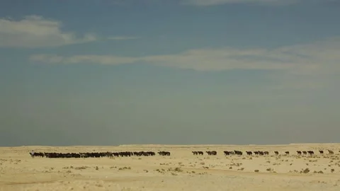 Shepherd grazes a flock of sheep Video stock 130879388