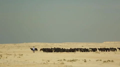 Shepherd grazes a flock of sheep Stockbeeldmateriaal 130879402