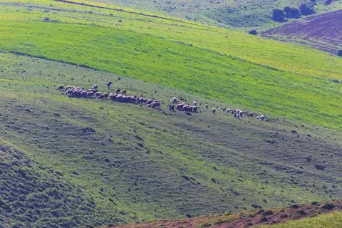 Shepherd grazing a flock of rams in a spring field Stock Photos