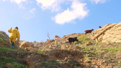 Shepherd Grazing Goats in the Mountains Stock Footage 300683577