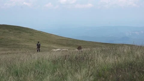 Shepherd grazing his sheep Stock Footage 138312427