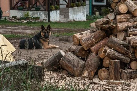 The shepherd guards the yard. Stock Photos
