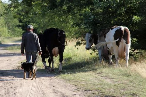 A shepherd guides cows after cows are grazing in the countryside Stock Photos