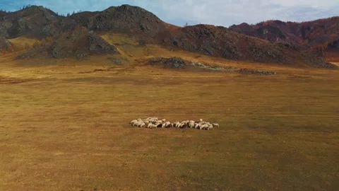 Shepherd guides a flock of sheep across vast Mongolian steppe during autumn Stock Footage 288964518