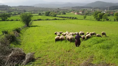 Shepherd guiding flock of sheep grazing in green pasture, Canakkale Stock Footage 327553453