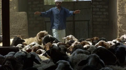 Shepherd guiding the flock of sheep in slow motion Stock Footage 81231574