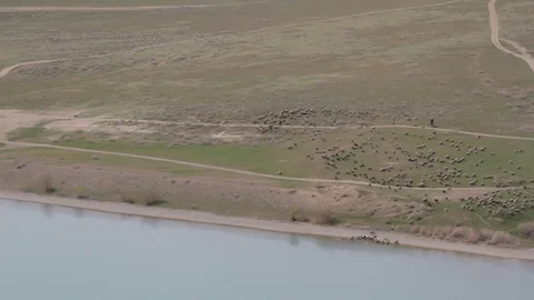 Shepherd has given a flock of sheep on a watering place Video stock 71530729