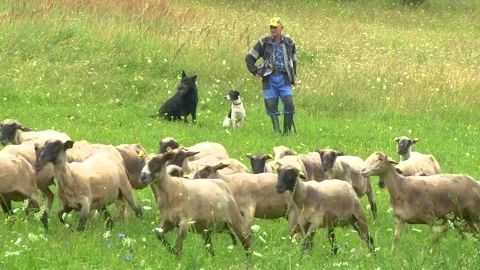 Shepherd With Herding Dogs Watching Flock of Sheep Stock Footage 344667707