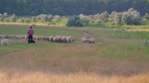 Shepherd herding flock of sheep across rural meadow Stock Footage 341768049