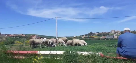 Shepherd Herding Sheep Along a Rural Country Road Stock Footage 333531386