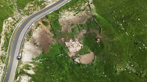 Shepherd Herding Sheep in Mountain Field. Drone Footage Stock Footage 301101226