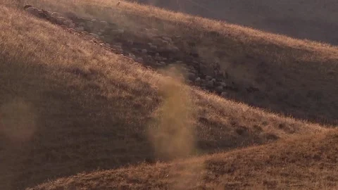 Shepherd herding sheep in the mountains Stock Footage 98124880