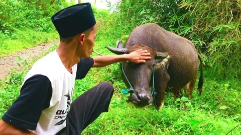 A Shepherd Herds A Buffalo Stock Footage 204891264