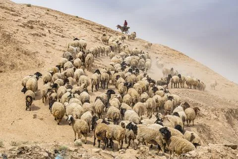 Shepherd with his sheep, Mosul, Iraq, Middle East Stock Photos