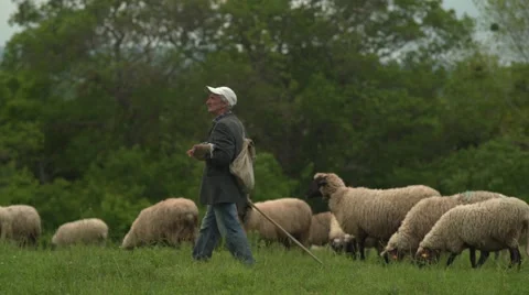 Shepherd with His Sheep Pan 4K Stock Footage 63557963