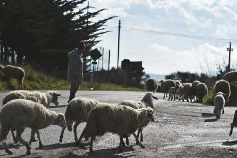 Shepherd with his sheeps Stock Photos